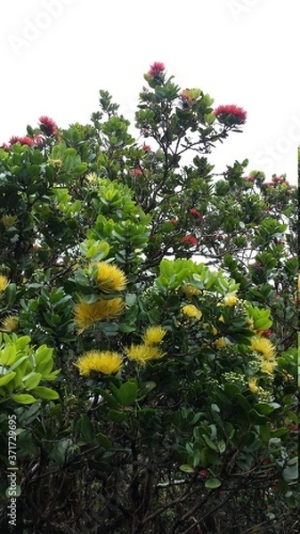 Obraz Hawaiian Plants