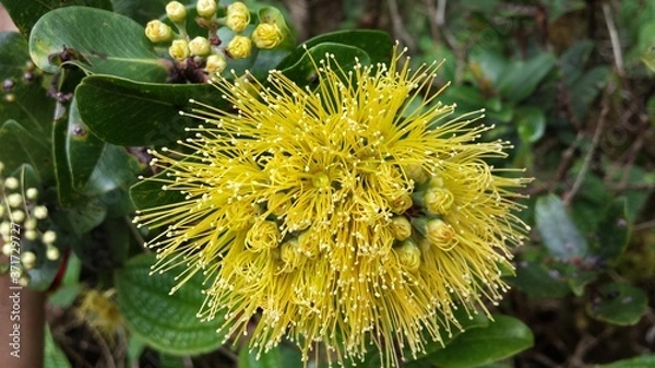 Obraz Hawaiian Plants