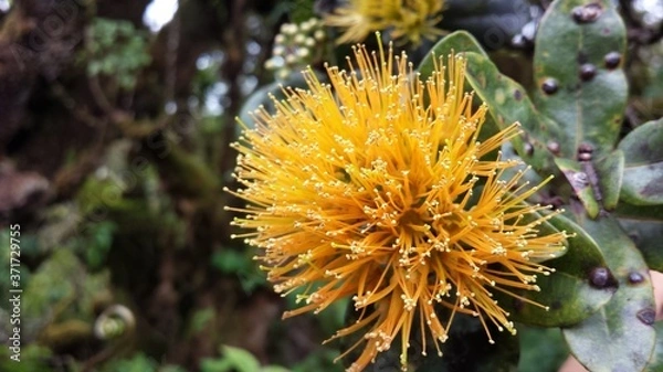 Obraz Hawaiian Plants