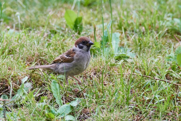 Fototapeta Feldsperling auf einer Wiese