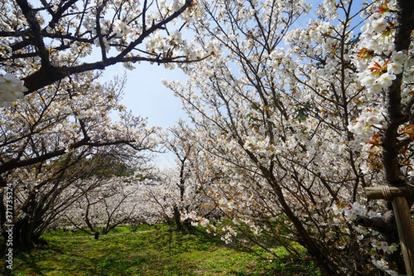 Fototapeta 仁和寺の御室桜
