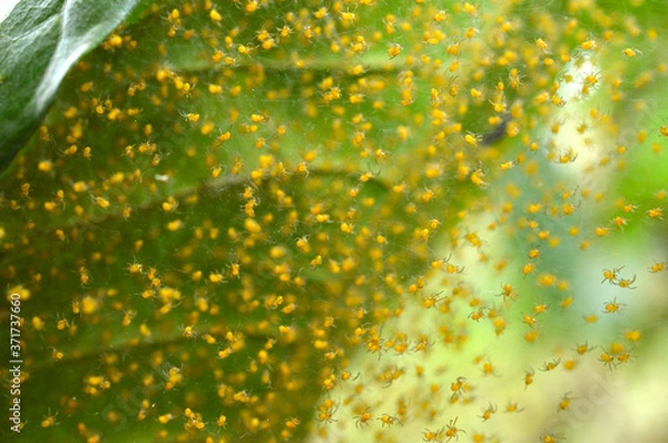 Fototapeta Baby spiders under a leaf and there could be hundreds of eggs.