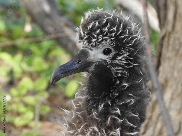 Obraz Laysan Albatros