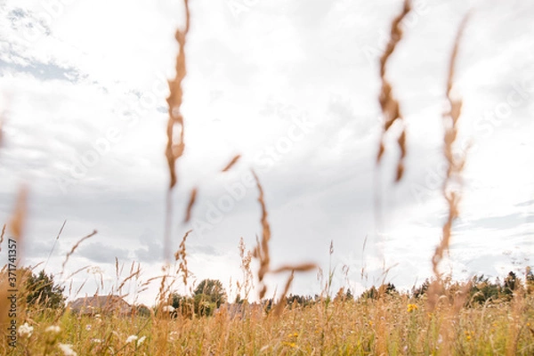 Fototapeta grass in the wind against the sky