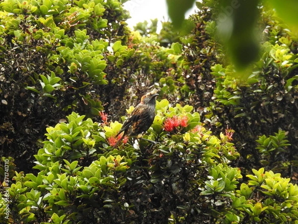 Obraz Akohekohe - Maui Forest Bird