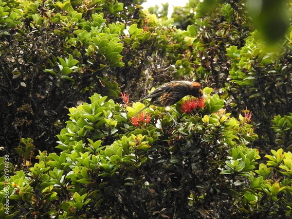 Obraz Akohekohe - Maui Forest Bird