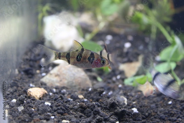 Fototapeta ants on the ground