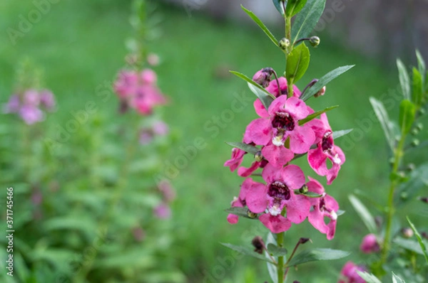 Fototapeta A close up of Duranta erecta, pink small flowers in the park on blurred background with copy space, Selective focus.