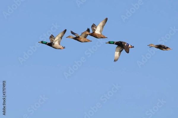 Obraz Mallards in flight