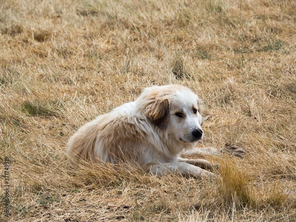 Obraz LES GORGES DU VERDON