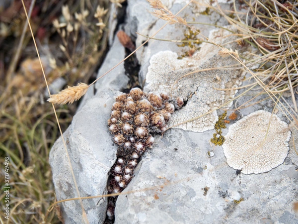 Obraz LES GORGES DU VERDON