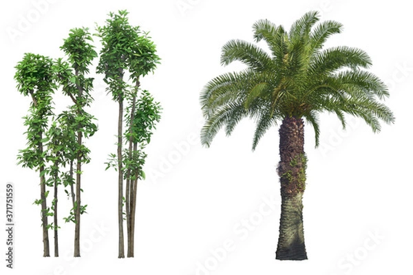 Obraz Tree dicut at isolated on white background.