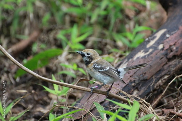 Obraz Hawaiian Forest Bird - Elepaio