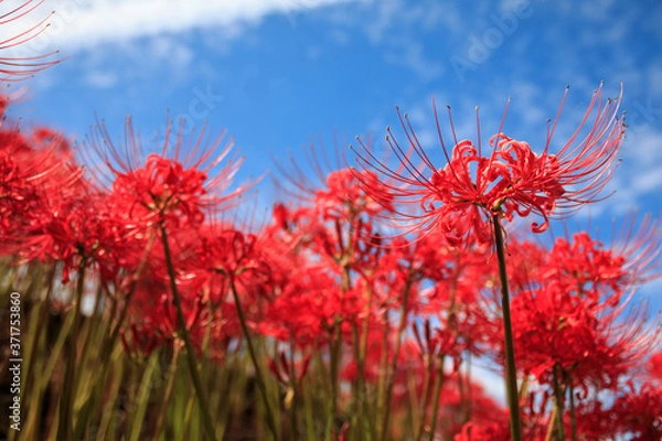 Fototapeta 彼岸花畑　秋のイメージ