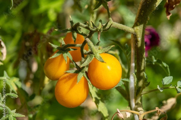 Fototapeta Pomodori gialli piccoli in grappolo