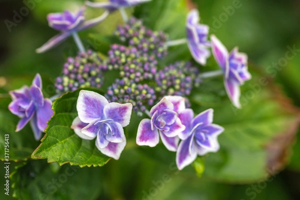 Fototapeta あじさいの花　梅雨のイメージ