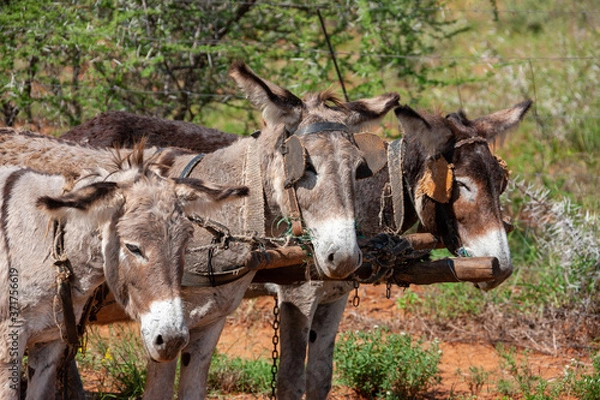 Fototapeta donkey cart