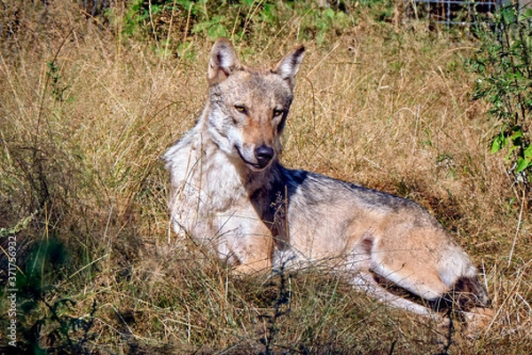 Fototapeta Europäischer Wolf