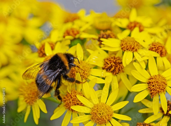 Obraz Bumble bee feeding on yellow ragwort