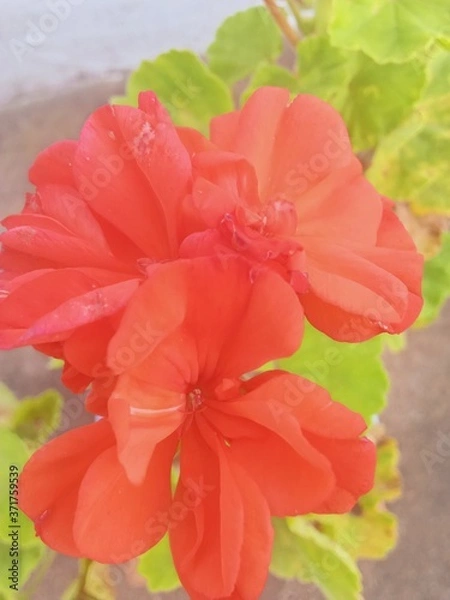 Obraz red colour  flower