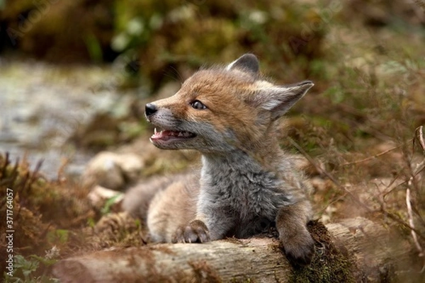 Obraz Red Fox, vulpes vulpes, Cub, Normandy