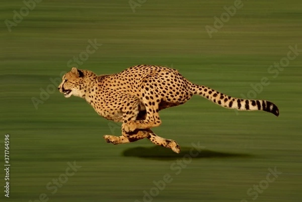 Obraz Gepard, acinonyx jubatus, bieg