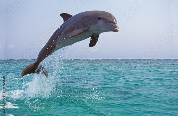 Fototapeta Delfin butlonosy, tursiops truncatus, dorosły skaczący