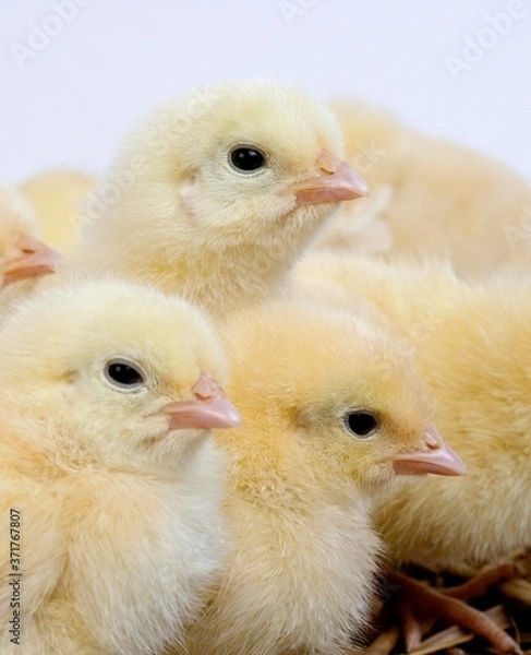Obraz Chicks against White Background