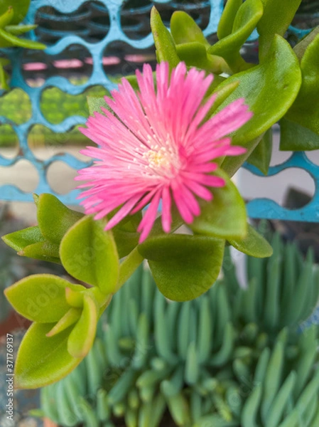 Obraz pink water lily