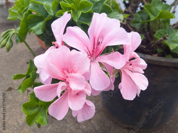 Obraz pink and white flowers