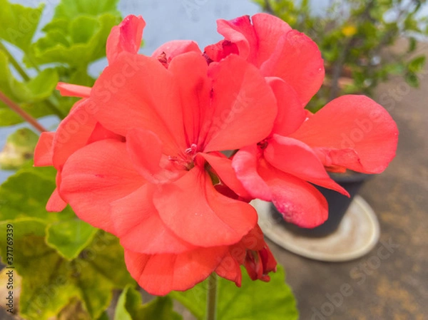 Obraz red flower in the garden