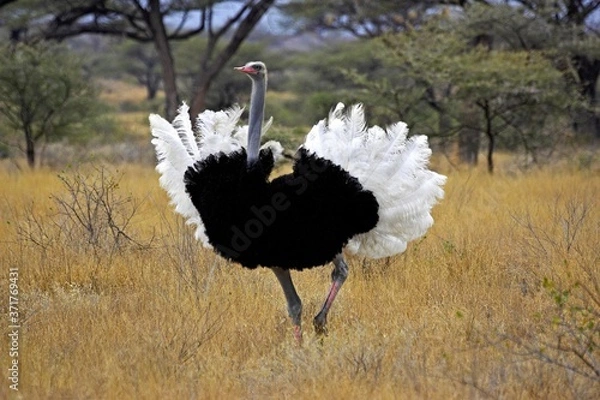 Fototapeta Ostrich, struthio camelus, Male in Courtship display, Masai Mara Park in Kenya