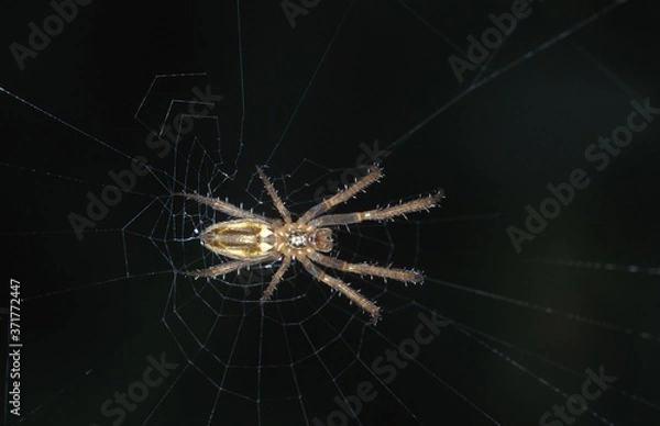 Fototapeta Spider on Web, Kenya