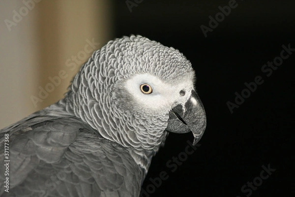 Fototapeta Gray parrot