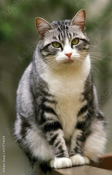 Obraz Domestic Cat sitting