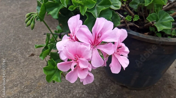 Obraz pink flowers in a pot