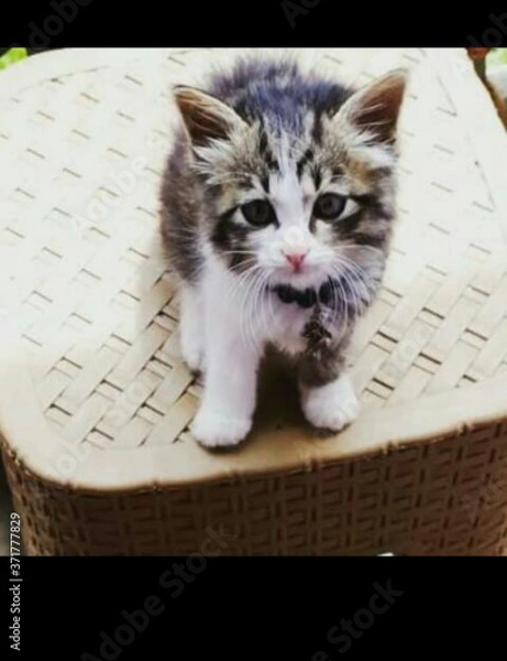 Obraz cat on a chair