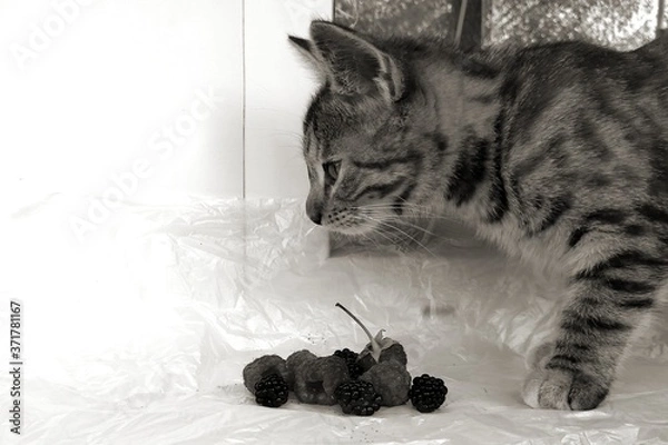 Fototapeta cat and mouse