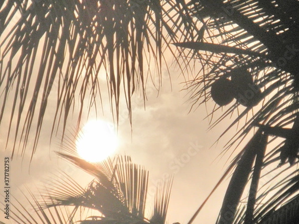 Obraz sunset in the palm