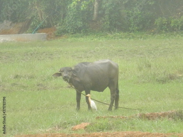 Obraz buffalo in the river