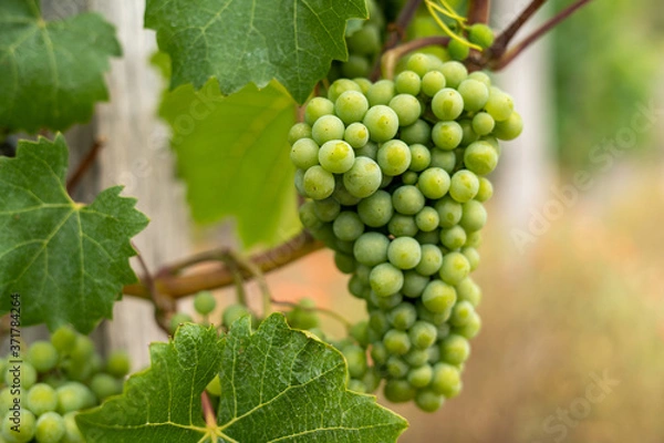 Fototapeta A bunch of grapes in a vineyard