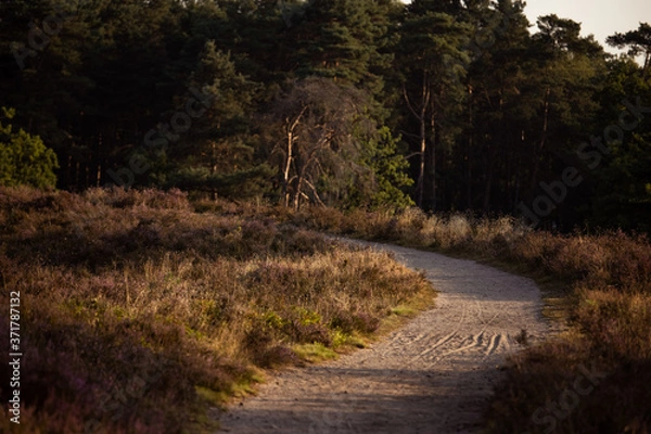 Obraz Fischbeker Heide