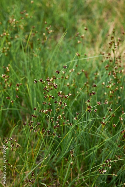 Fototapeta Juncus articulatus