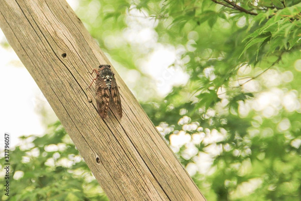 Obraz セミの休憩所