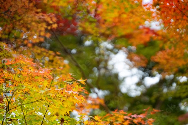 Obraz 風に揺られる紅葉