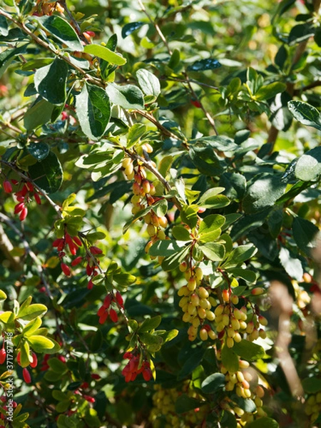 Fototapeta (Berberis vulgaris) Sauerdorn oder Gewöhnliche Berberitze mit dornigen Zweigen, garniert mit roten und gelblich Beerenbüscheln und Großes, leicht bedorntes Blätter 
