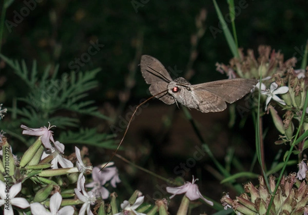 Fototapeta Moth in flight at night - Sphinx moth - with long horn collects flower nectar