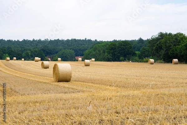 Obraz round straw bales on a field