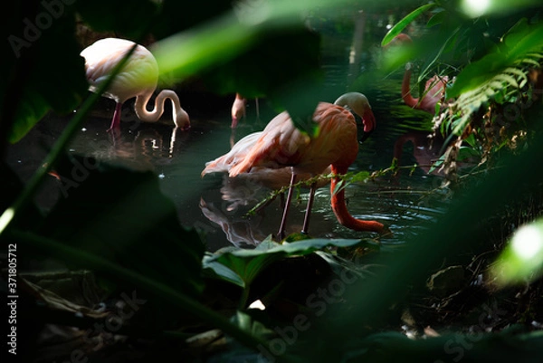 Obraz Un flamant rose à travers des plantes