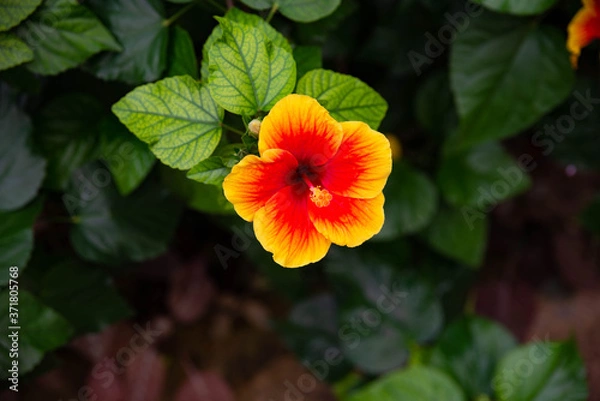 Obraz An hawaiian hibiscus